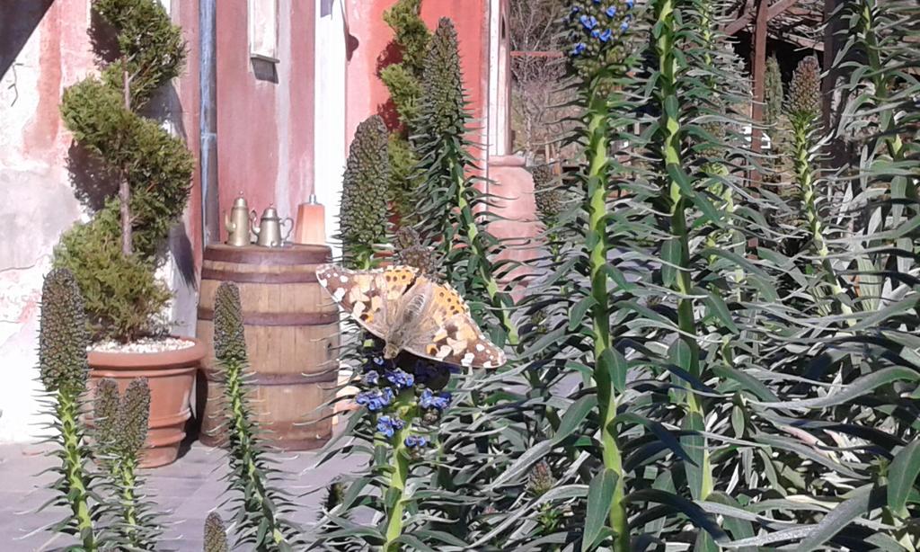 Agriturismo Gocce Di Luna Celle Ligure Exteriér fotografie